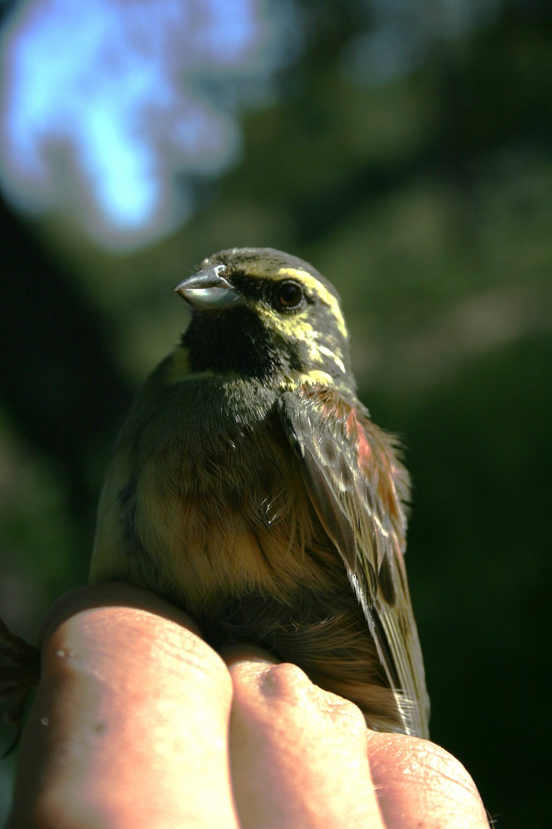 Cirl Bunting - ML612487029