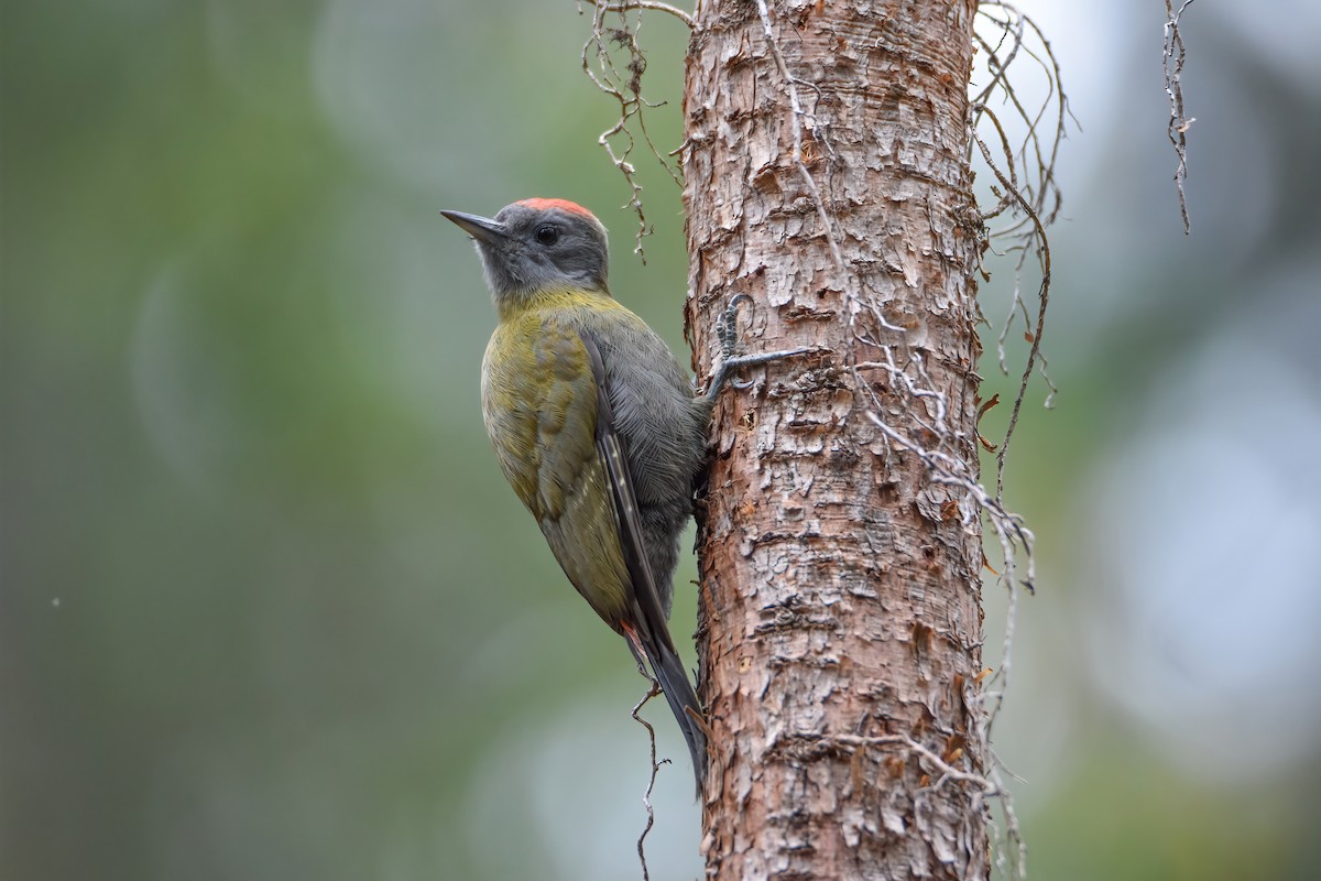 Olive Woodpecker - Regard Van Dyk