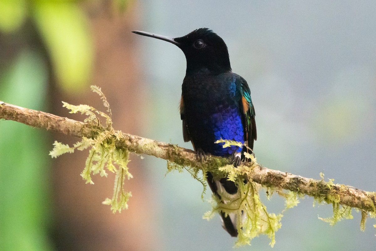 Colibri de Jardine - ML612487176