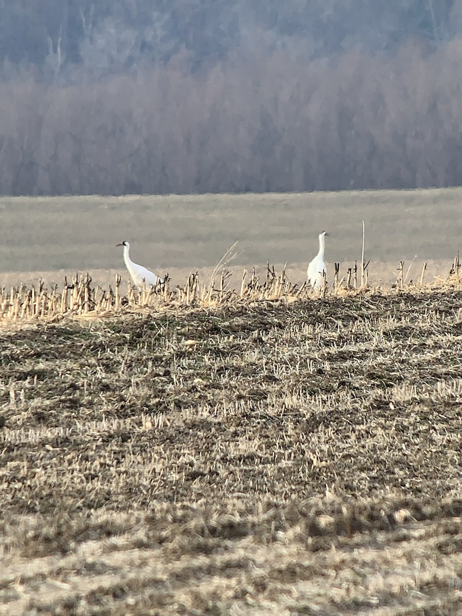 Whooping Crane - Joe Cesolini