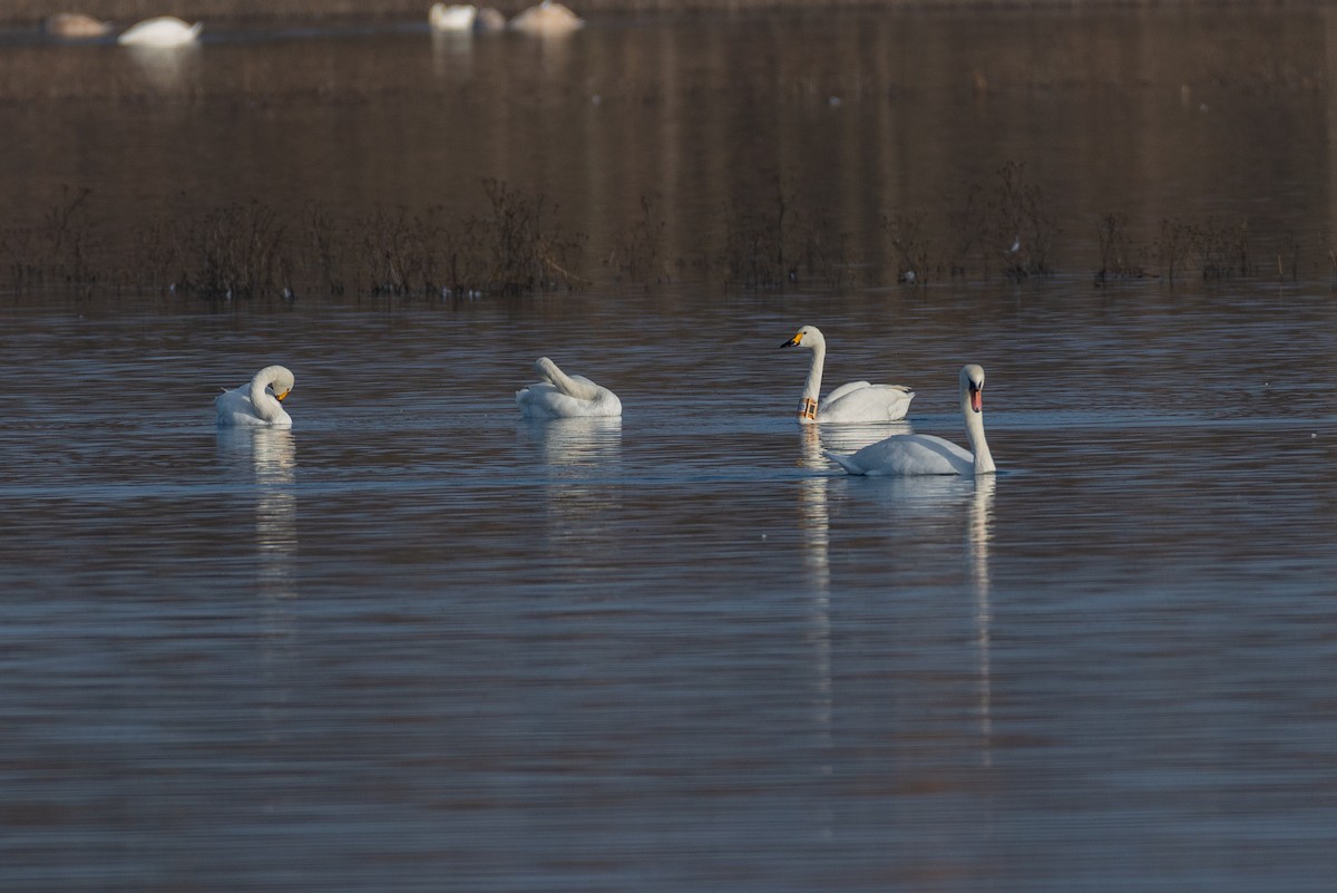 Tundra Swan (Bewick's) - ML612487362