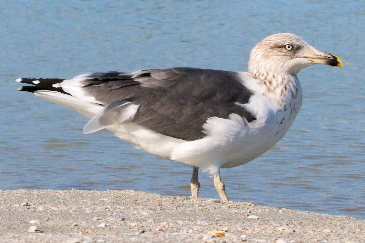 Бэсрэг цахлай - ML612487399