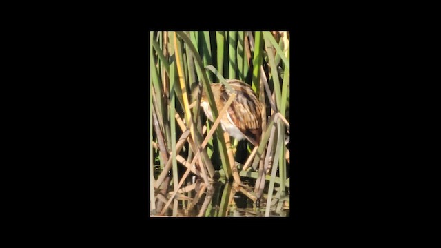 Stripe-backed Bittern - ML612487477