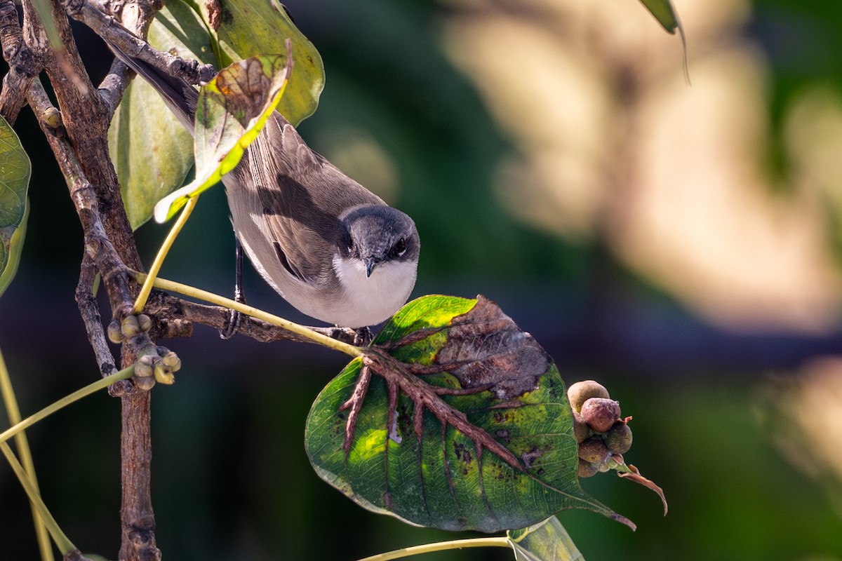 Curruca Zarcerilla - ML612487539