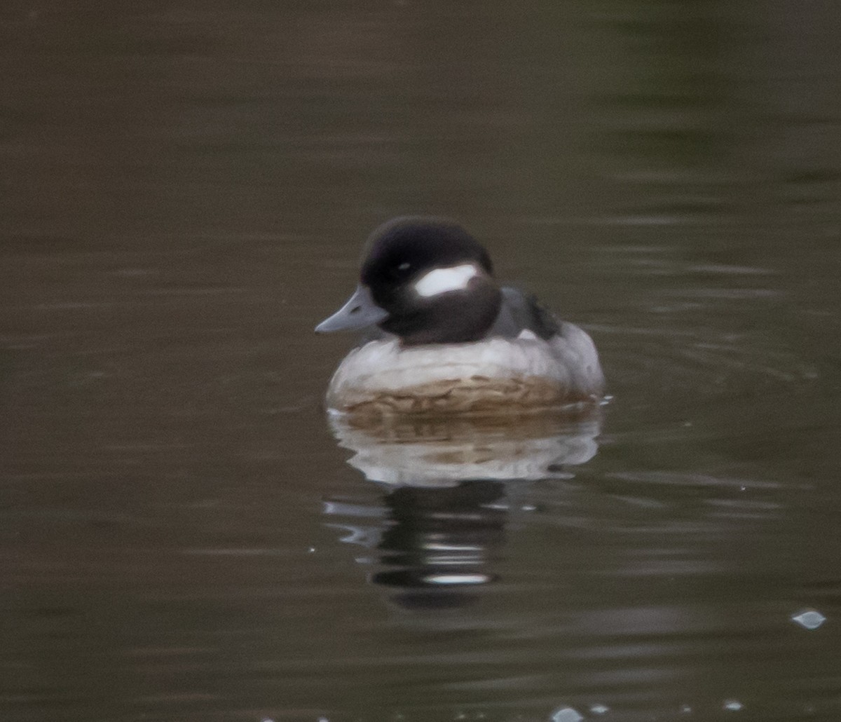 Bufflehead - Paul Williamson