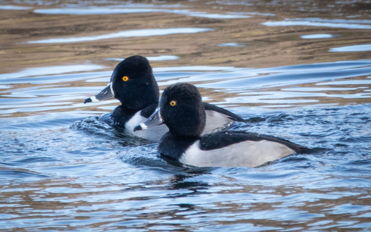 Ring-necked Duck - ML612487633