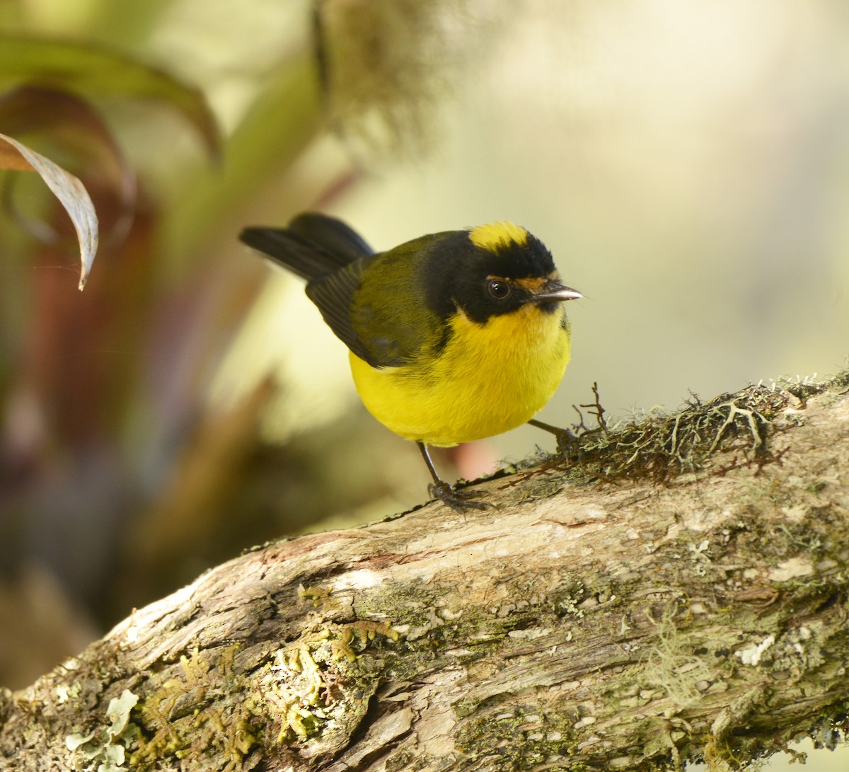 Yellow-crowned Redstart - ML612487655