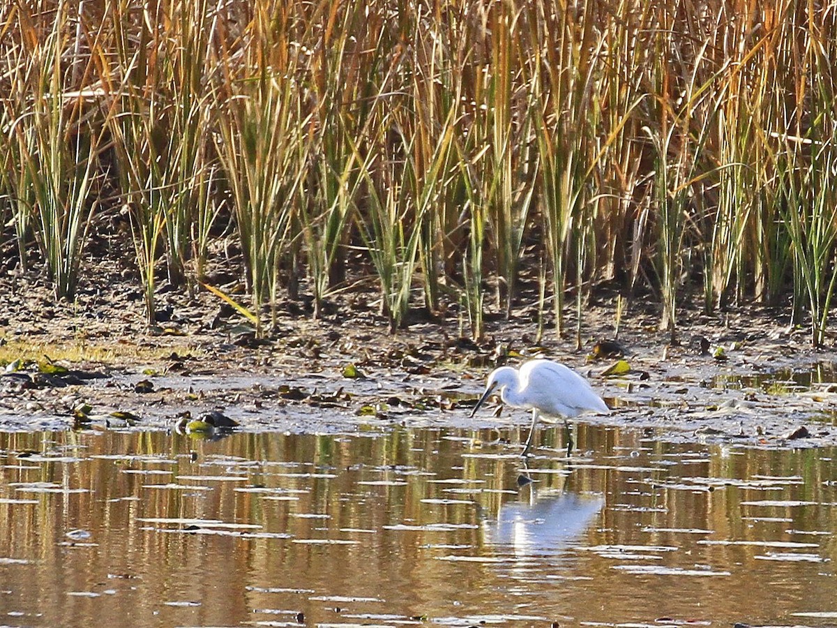 Snowy Egret - ML612487664