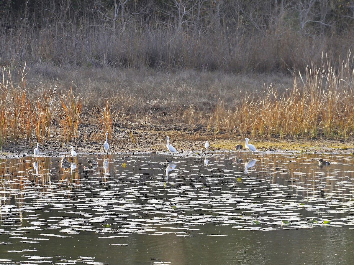 Snowy Egret - ML612487665