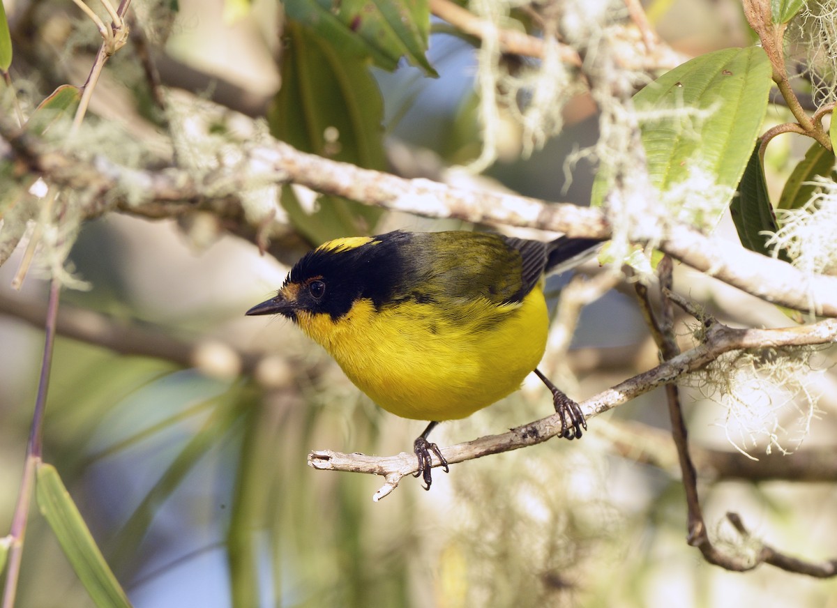 Yellow-crowned Redstart - ML612487666