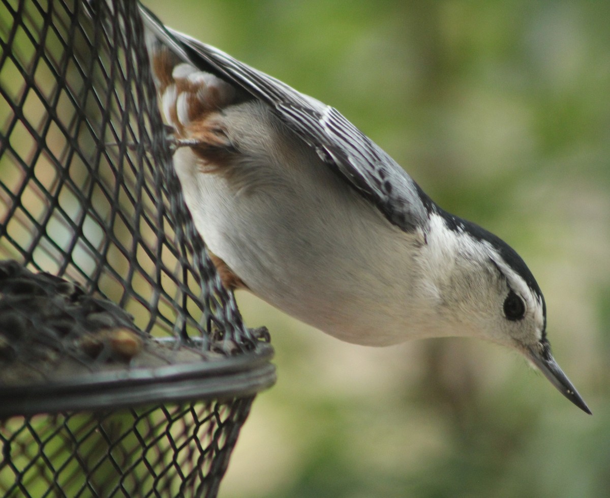 White-breasted Nuthatch - ML612487669