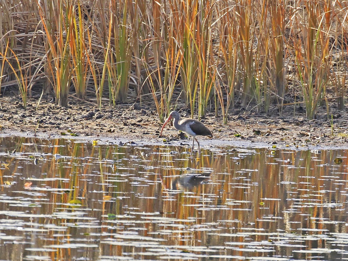 White Ibis - ML612487675