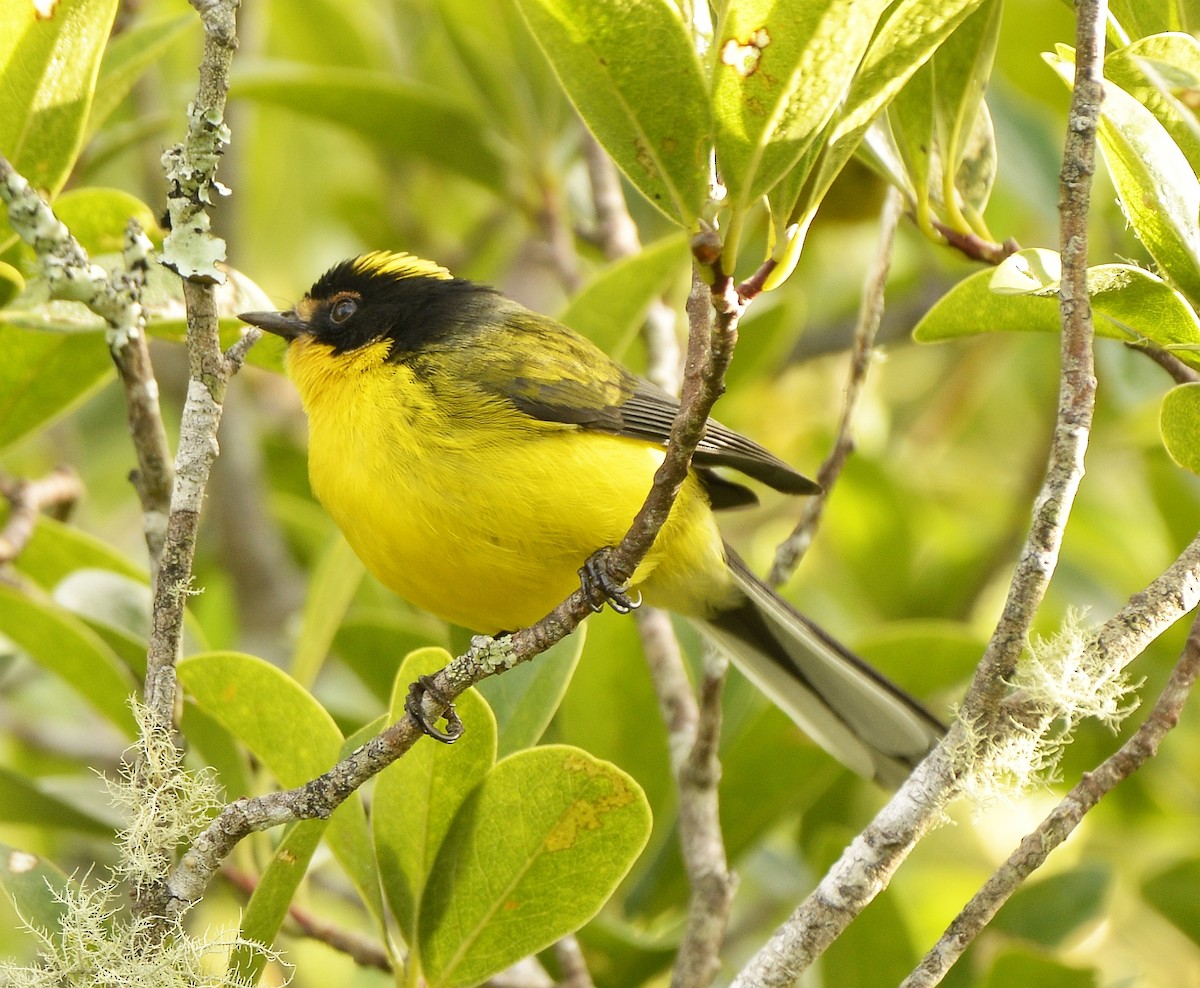 Yellow-crowned Redstart - ML612487687