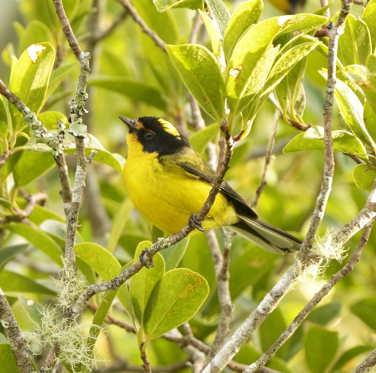 Yellow-crowned Redstart - ML612487693