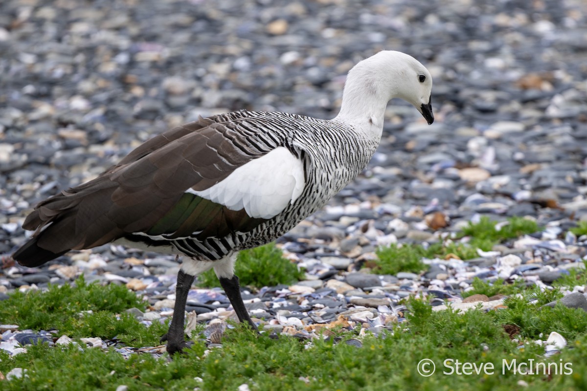 Upland Goose (Bar-breasted) - ML612487765