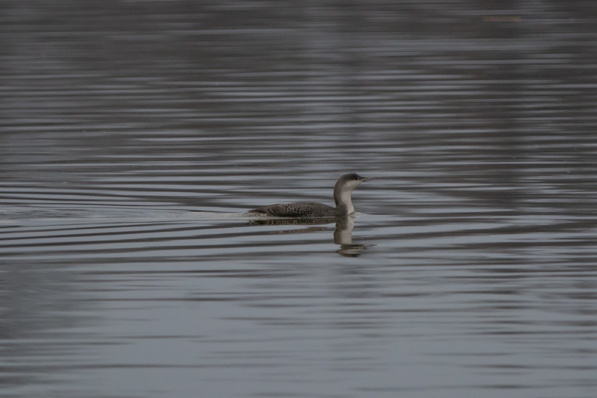 Red-throated Loon - ML612487782