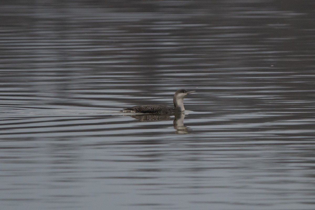 Red-throated Loon - ML612487783