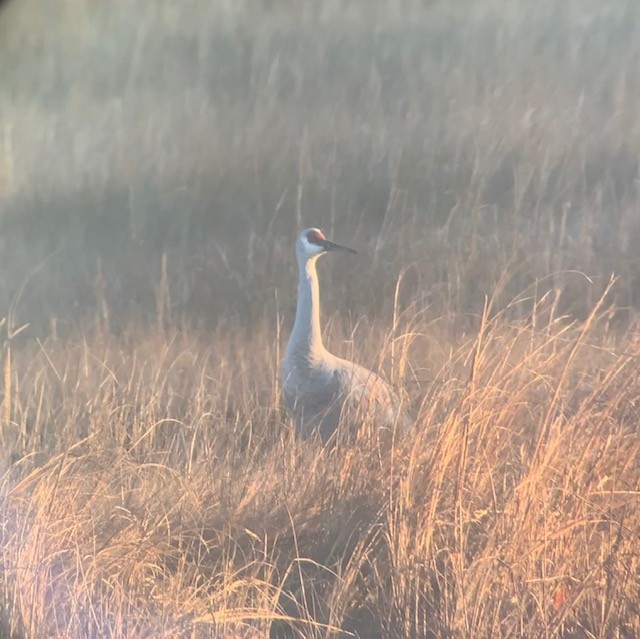 Sandhill Crane - ML612487869