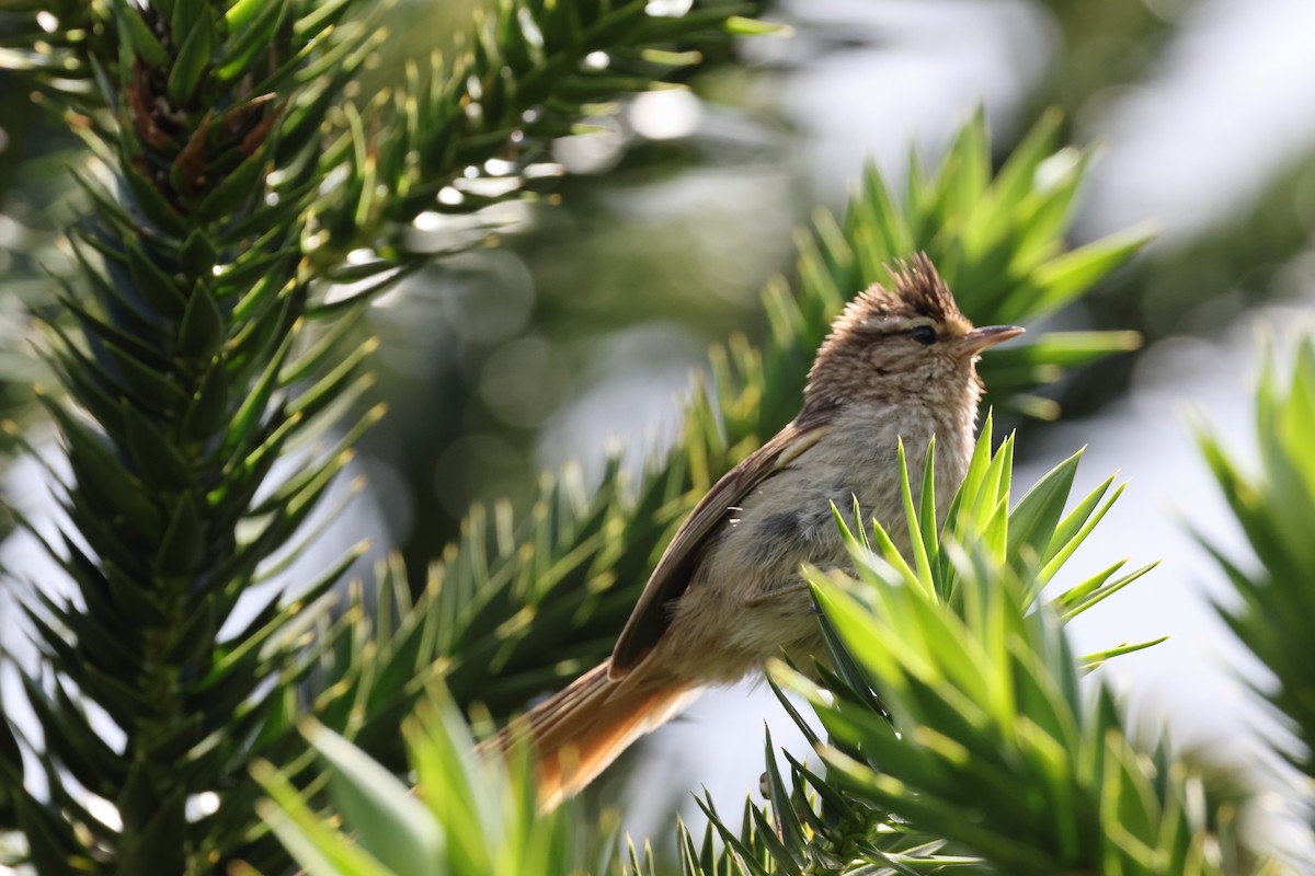 Striolated Tit-Spinetail - ML612487944