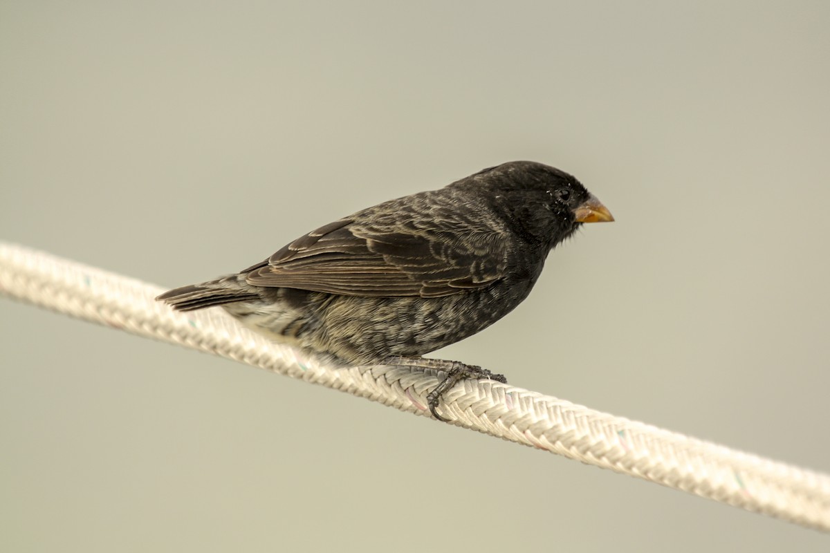 Small Ground-Finch - Jack Crowe