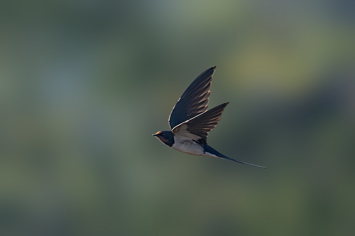 Barn Swallow - ML612487969
