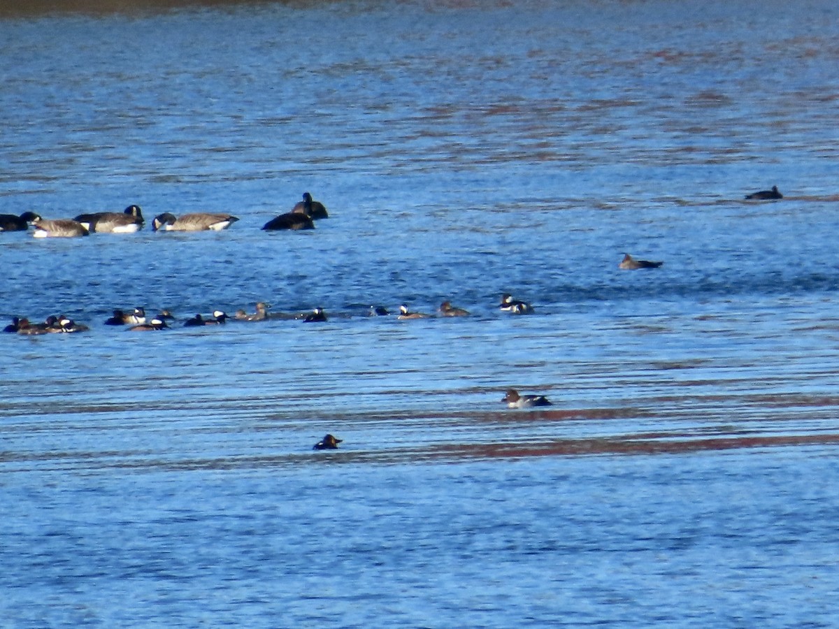 Common Goldeneye - ML612487974