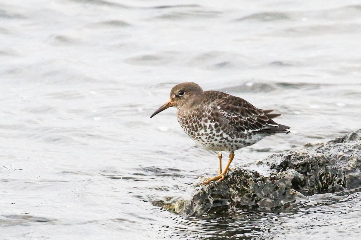 Rock Sandpiper - Marie O'Shaughnessy