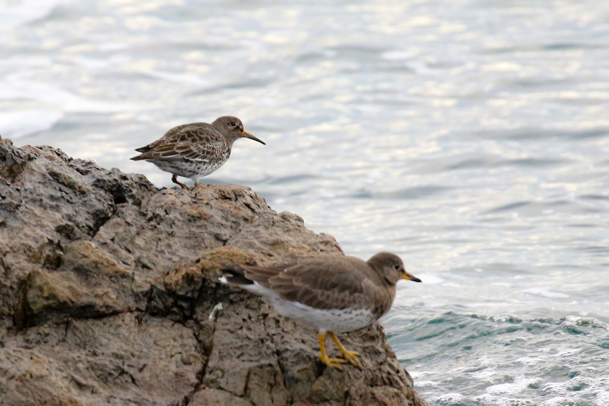 Rock Sandpiper - Marie O'Shaughnessy