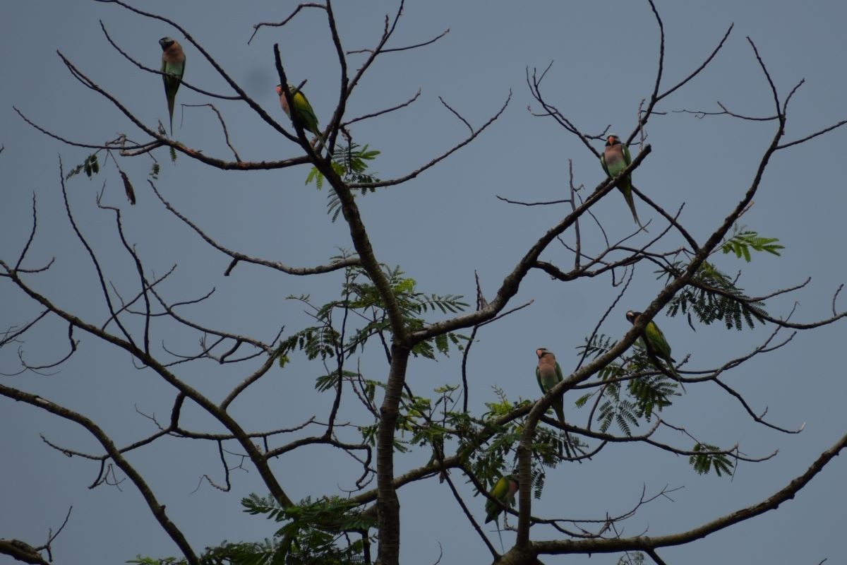 Red-breasted Parakeet - Kok Hui Tan