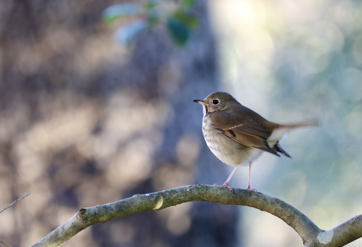 קיכלי חלוד-זנב - ML612488093