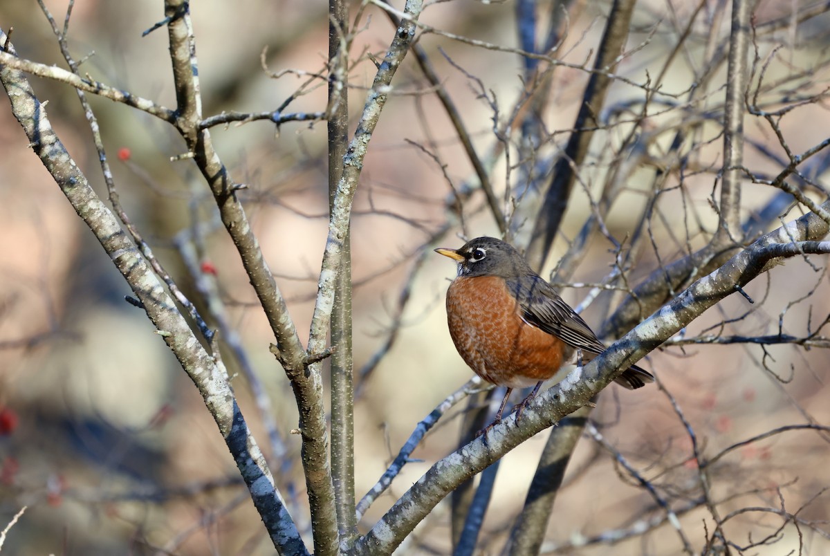 American Robin - ML612488099