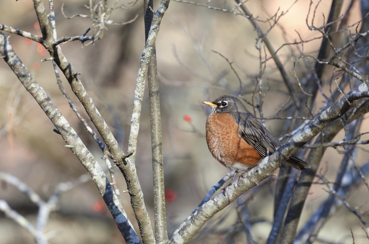 American Robin - ML612488100