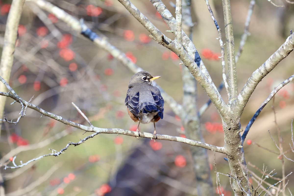 American Robin - ML612488101