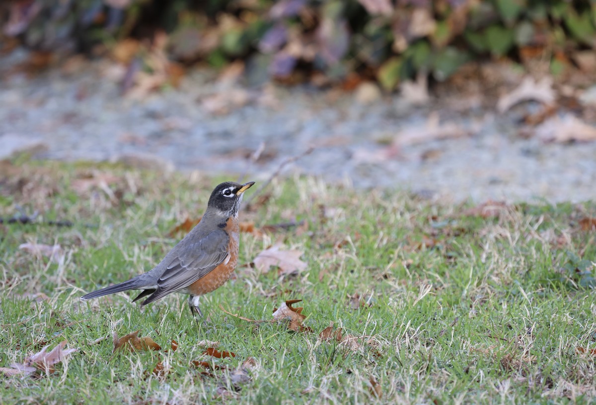 American Robin - ML612488102