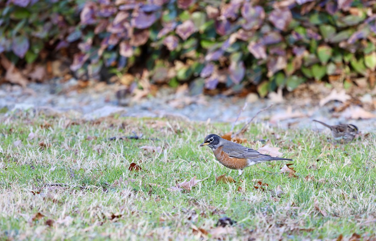 American Robin - ML612488103