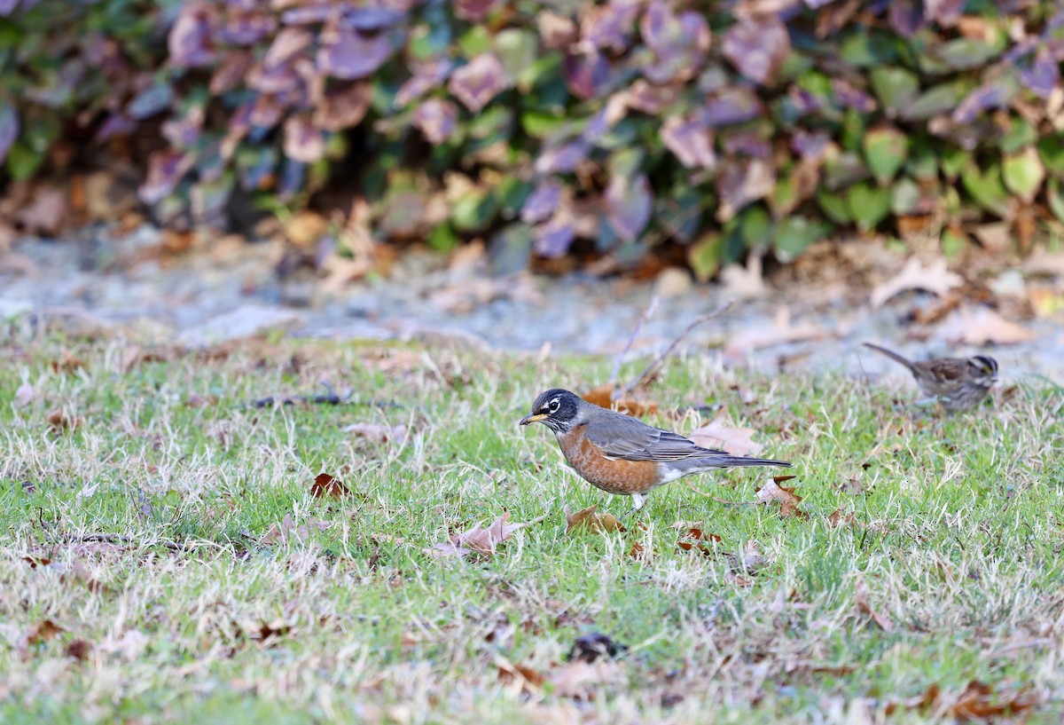 American Robin - Ezra H