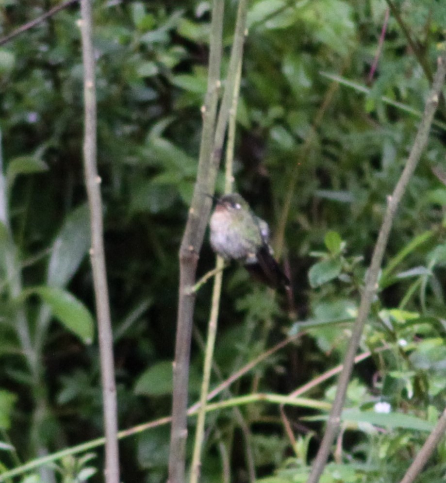kolibřík dřišťálový - ML612488106