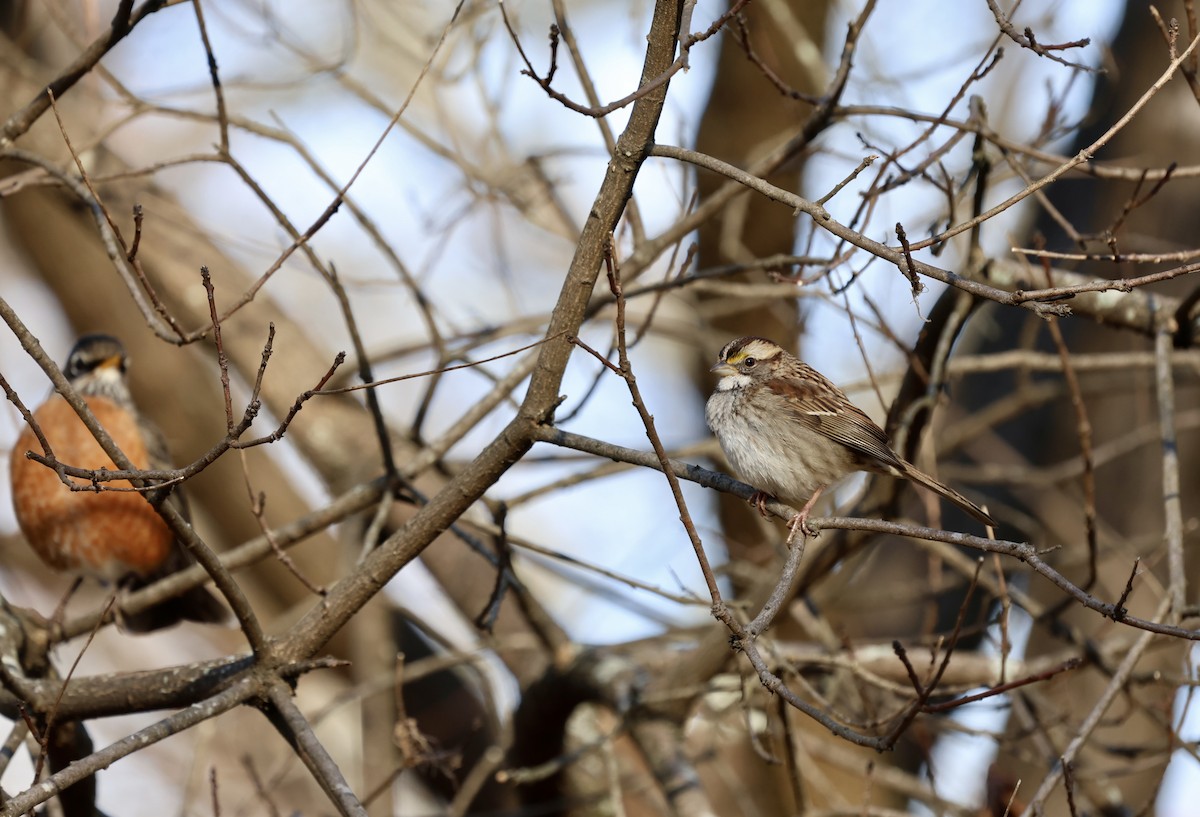 White-throated Sparrow - Ezra H