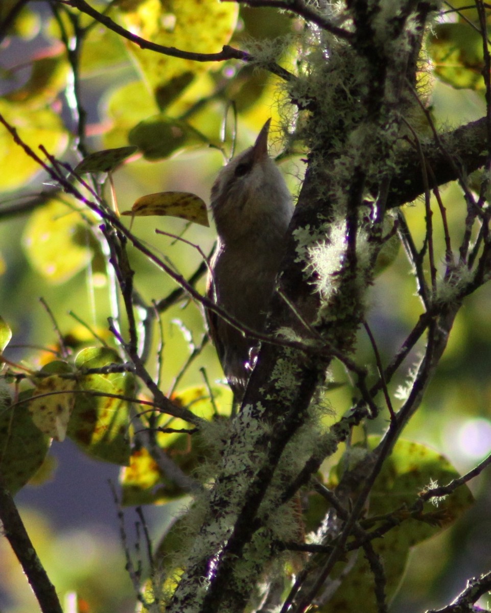 Creamy-crested Spinetail - ML612488112