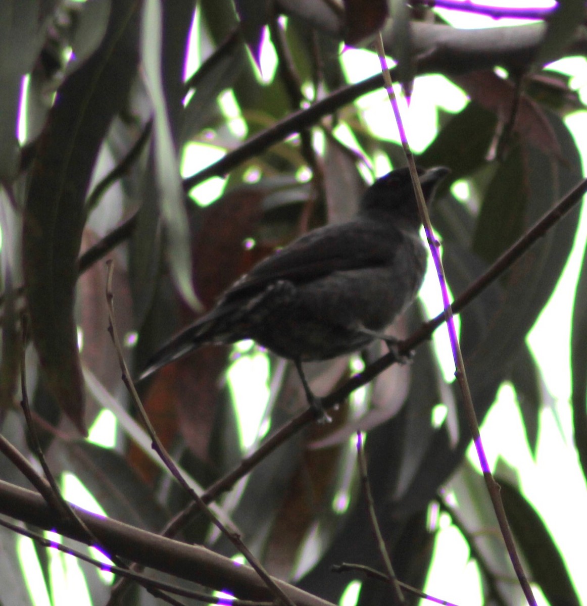 Red-crested Cotinga - Bradley Waggoner