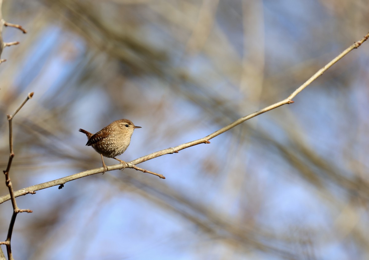 Winter Wren - Ezra H