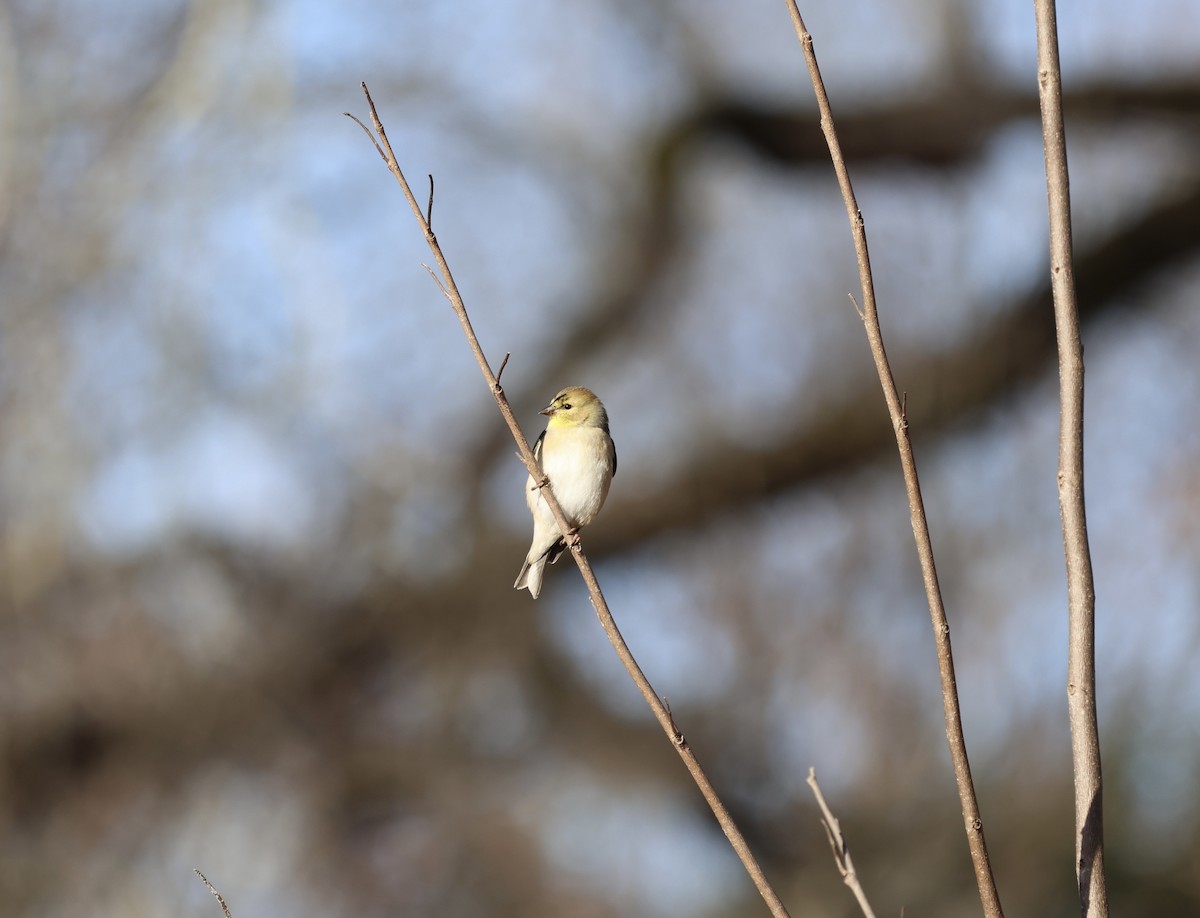 American Goldfinch - Ezra H