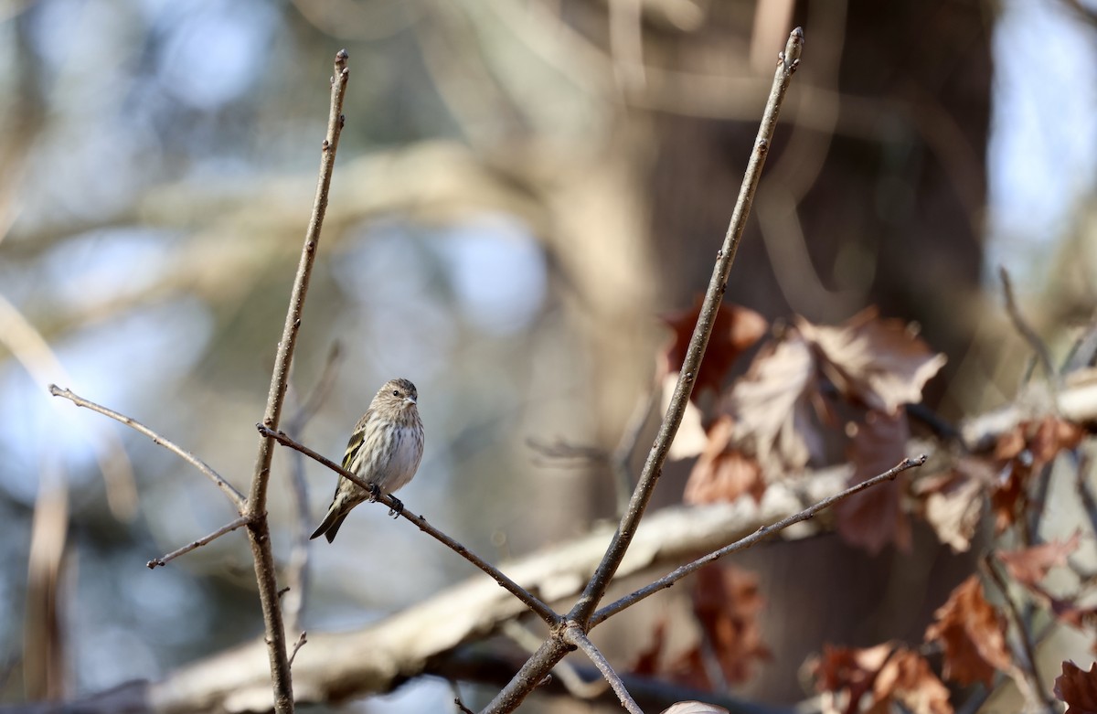 Pine Siskin - Ezra H