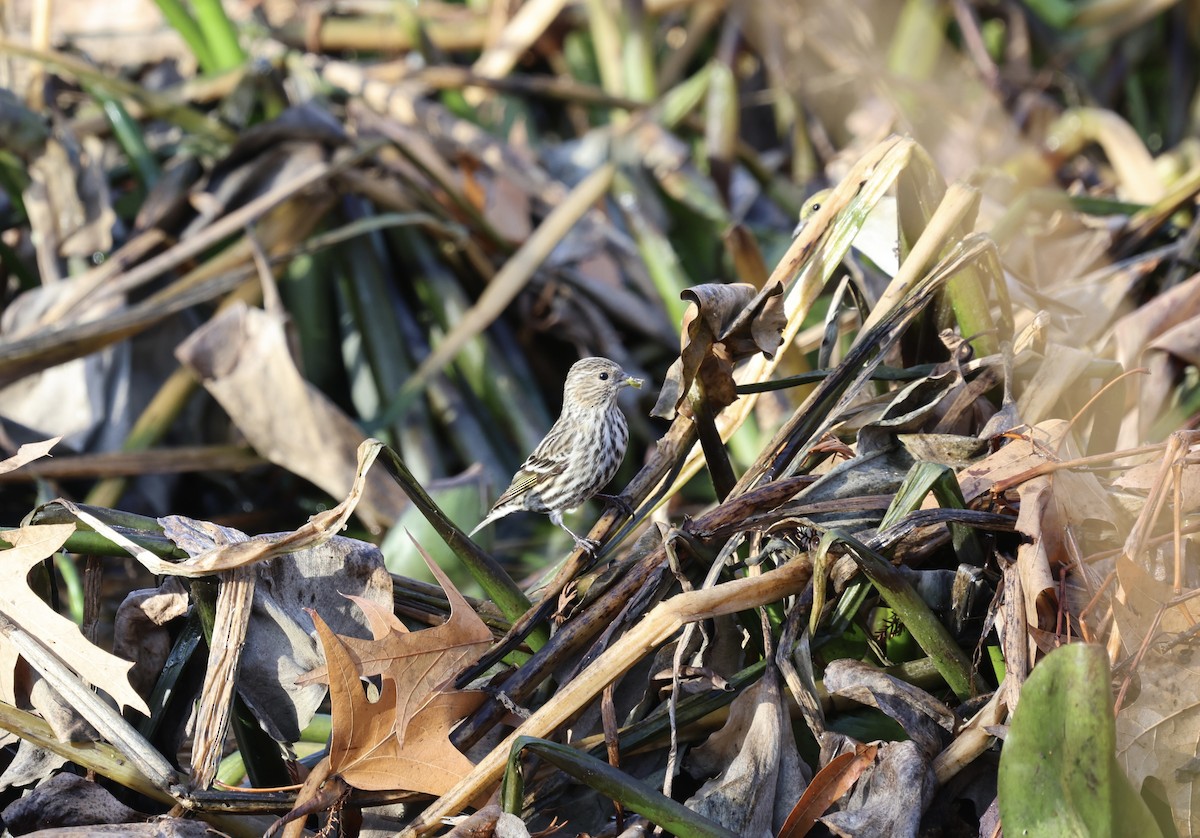 Pine Siskin - Ezra H