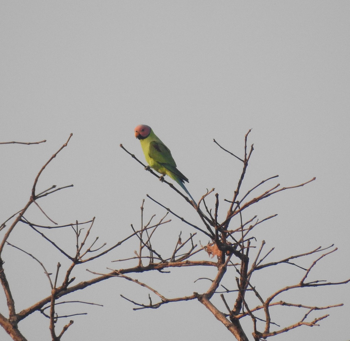 Gül Başlı Yeşil Papağan - ML612488180