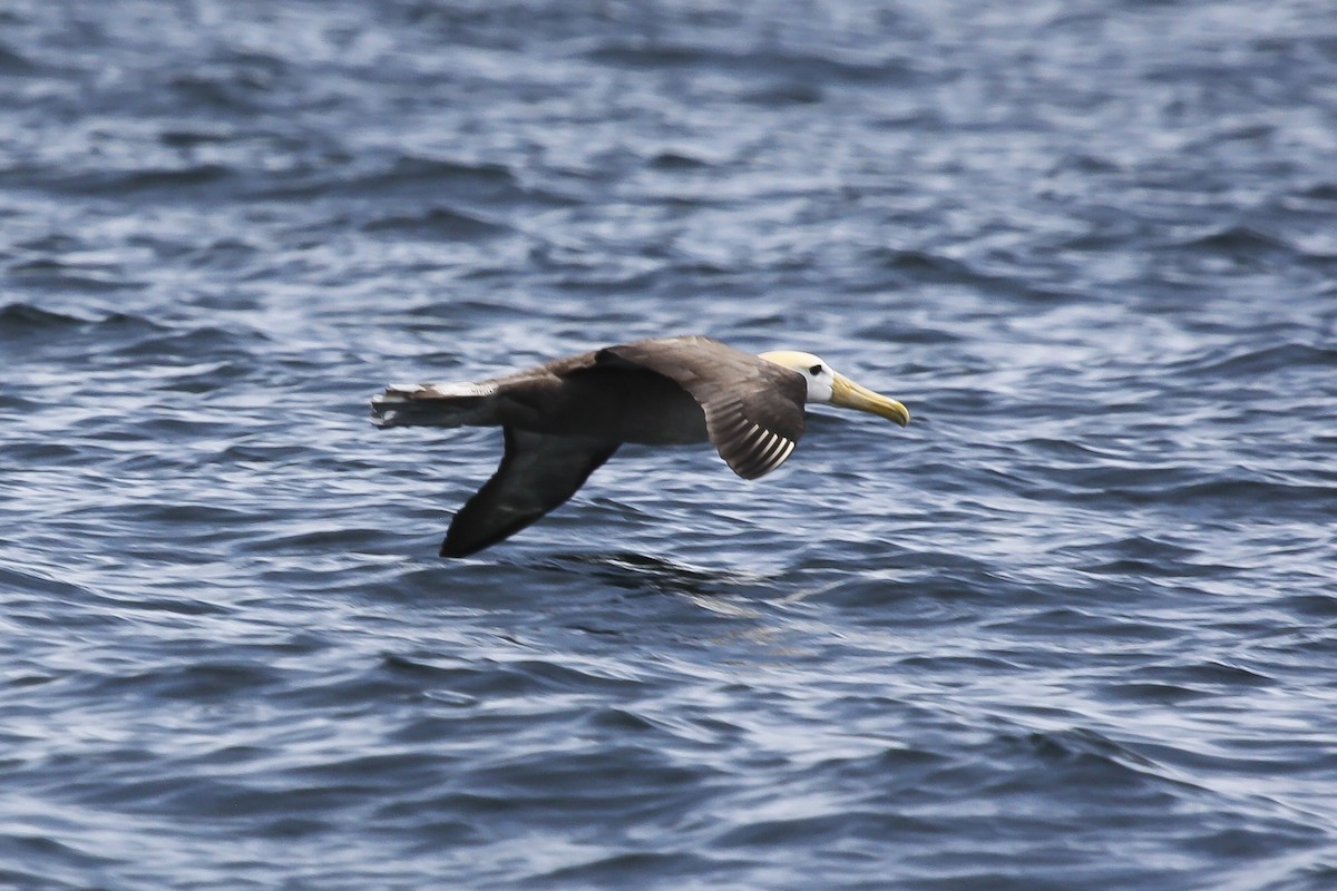 Waved Albatross - Jack Crowe