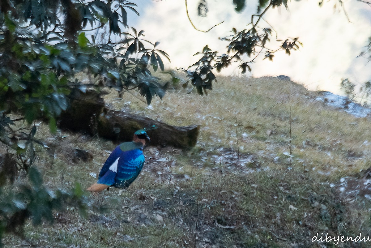 Himalayan Monal - ML612488284