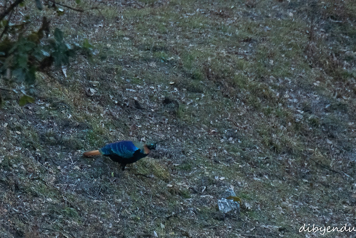 Himalayan Monal - ML612488285