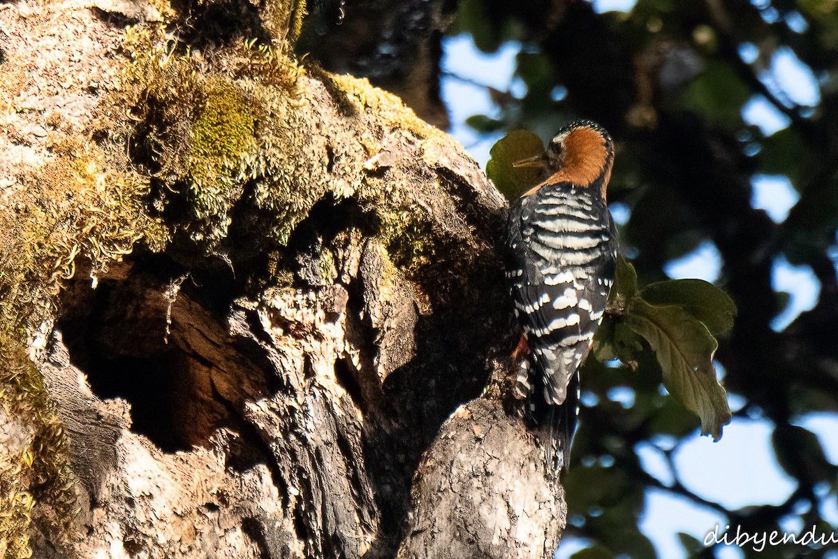 Rufous-bellied Woodpecker - ML612488314