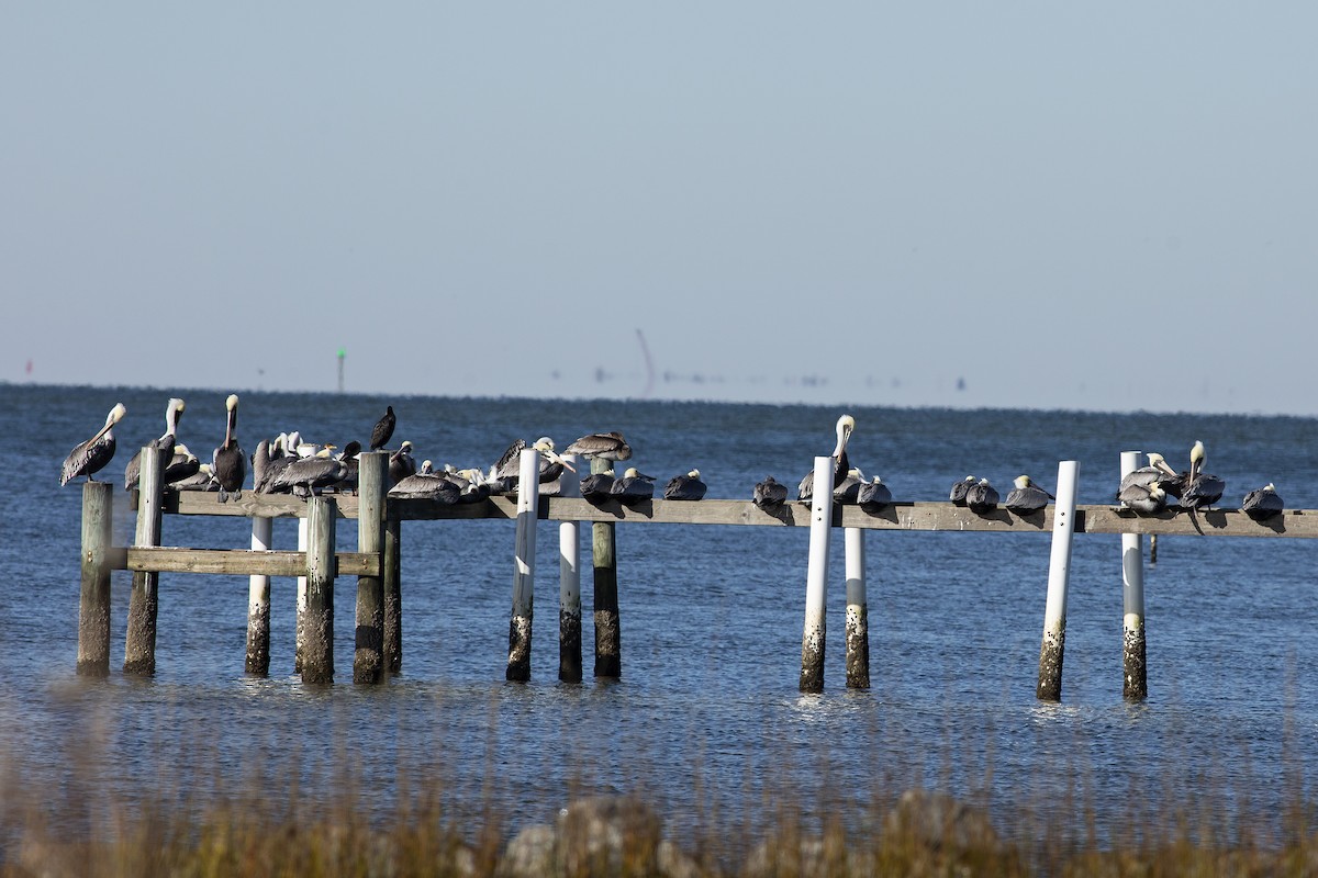 Brown Pelican - ML612488319